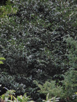 京都府産　無農薬　天然　本榊（ほんさかき）　オーダー窓口 京都府産 無農薬 天然 本榊（ほんさかき） オーダー窓口 国産のお榊